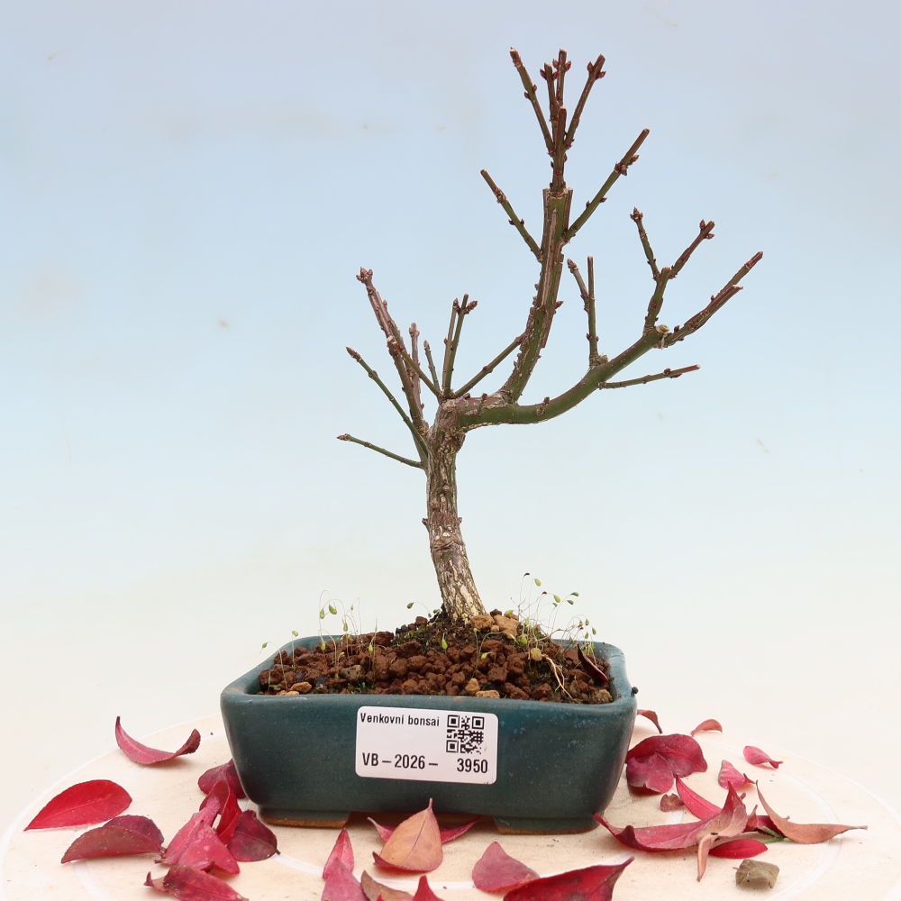 Kültéri bonsai – Euonymus alatus comactus – szárnyas szőlőfa