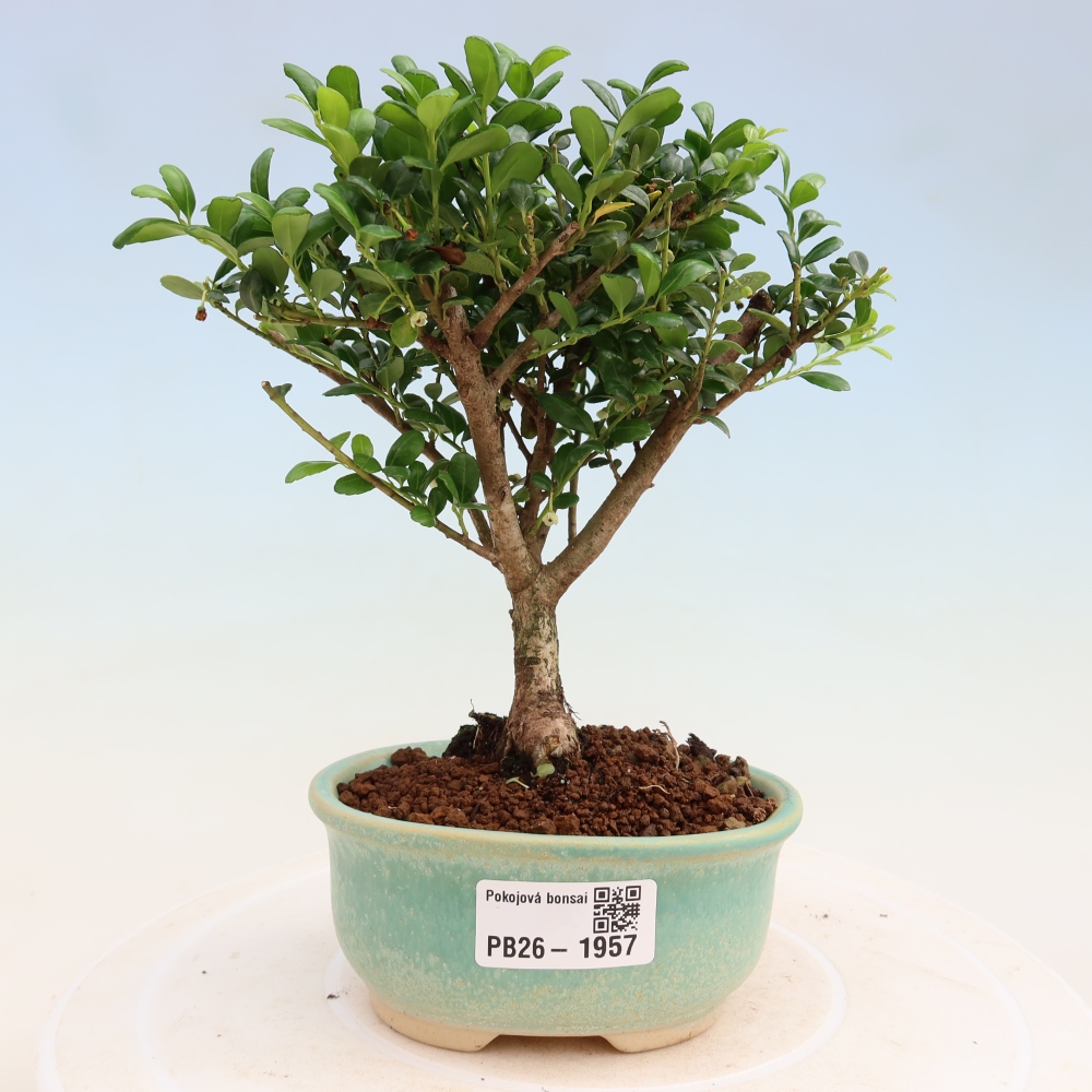 Szobai bonsai - Ilex crenata - Holly