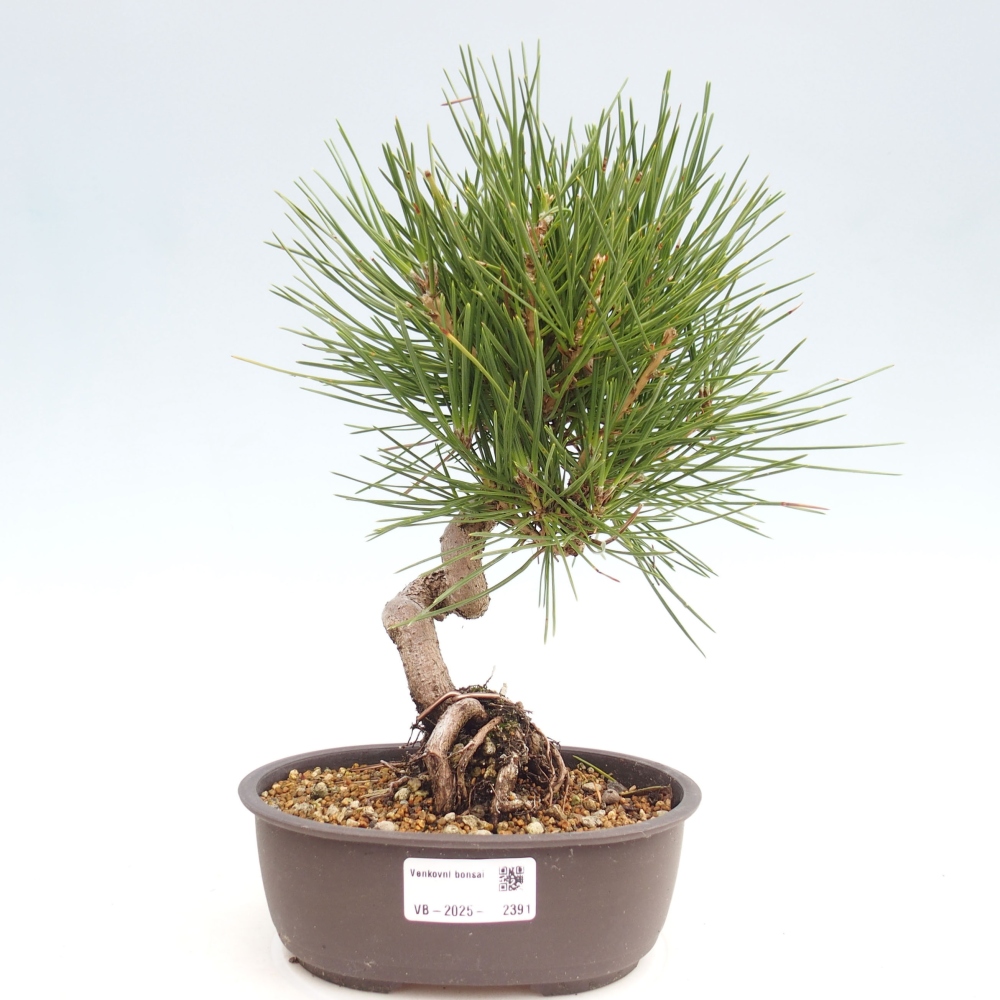 Kültéri bonsai - Pinus thunbergii - Thunberg fenyő