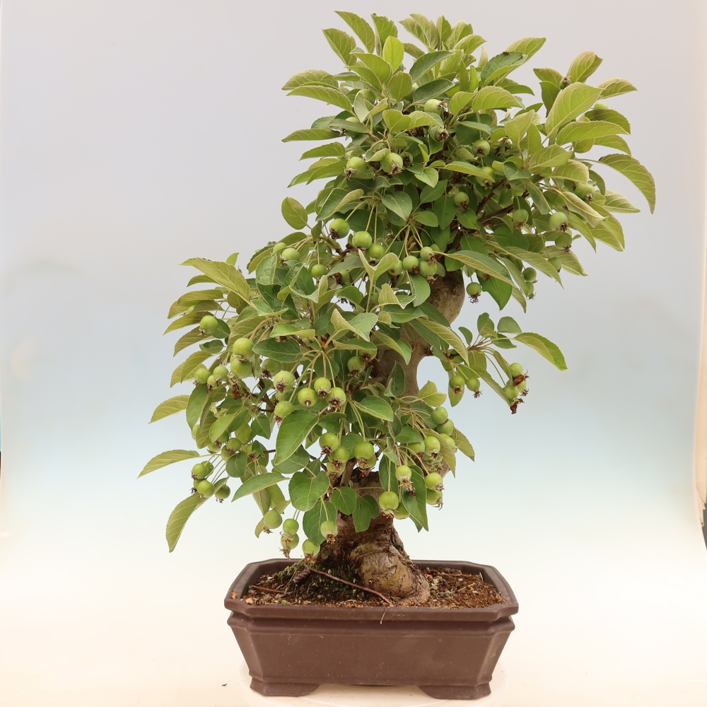 Kültéri bonsai -Malus halliana - Kis gyümölcsű almafa