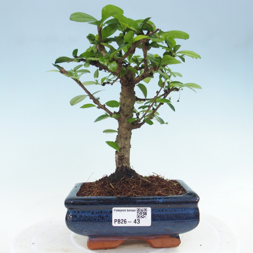 Szobai bonsai - Carmona macrophylla - Tea fuki