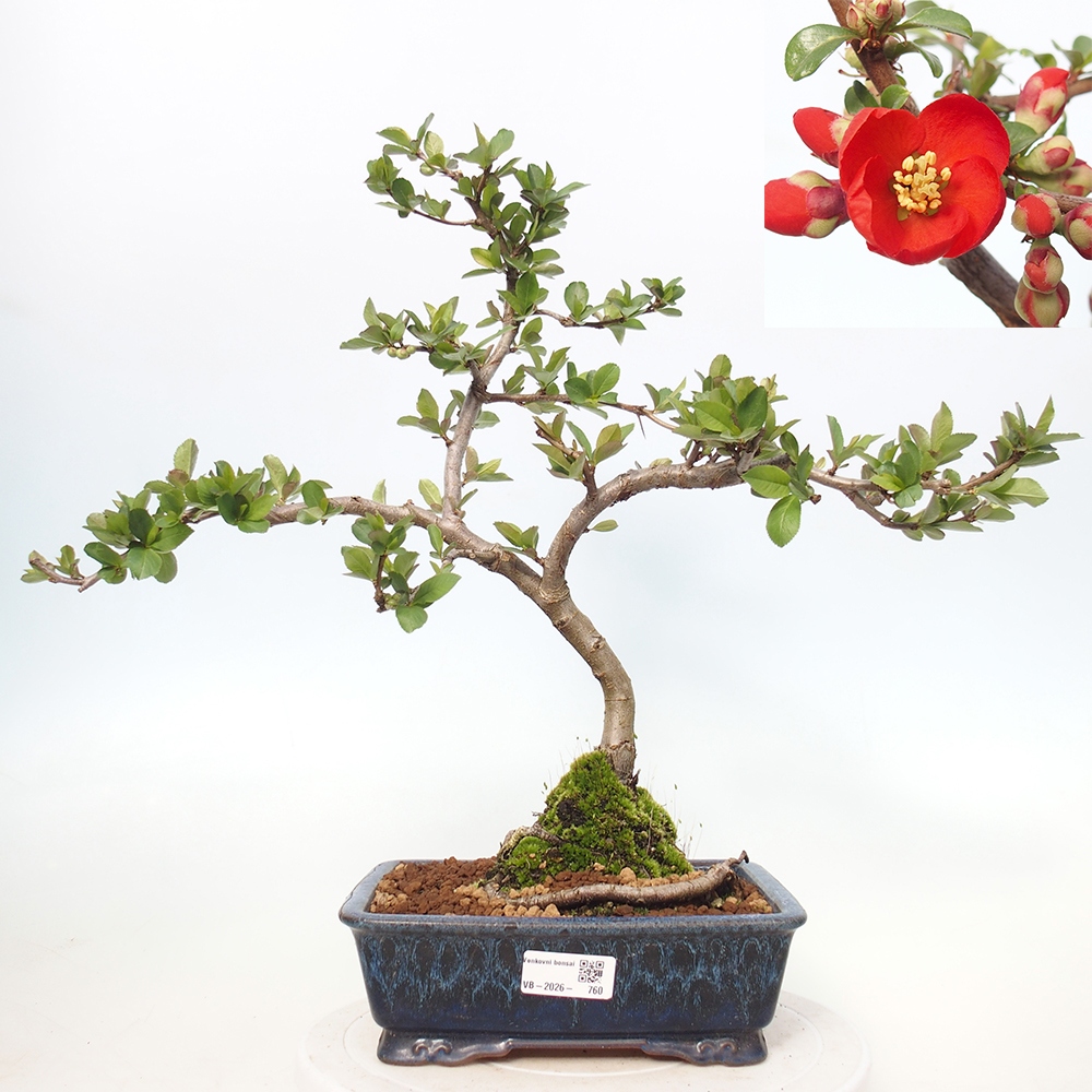 Kültéri bonsai - Chaneomeles sup. Nicoline - birs