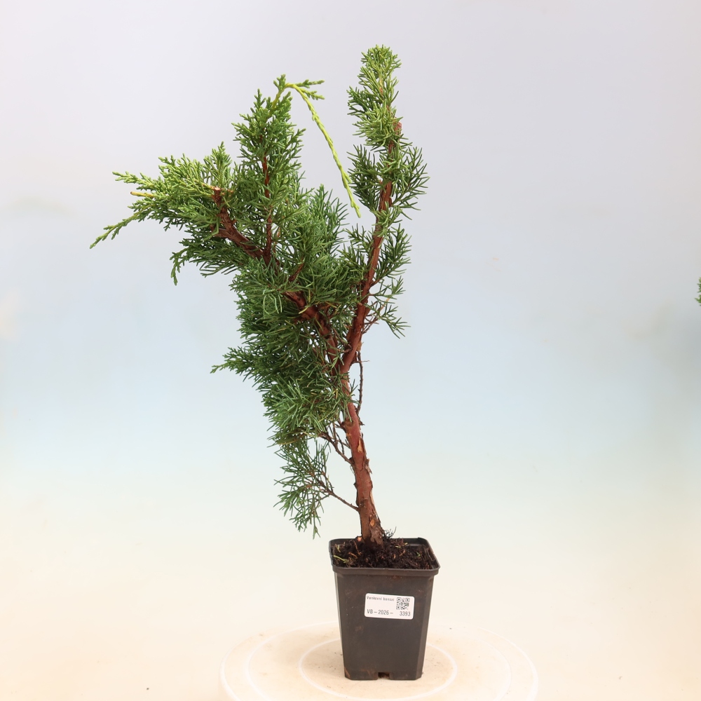 Kültéri bonsai - Juniperus chinensis Kishu