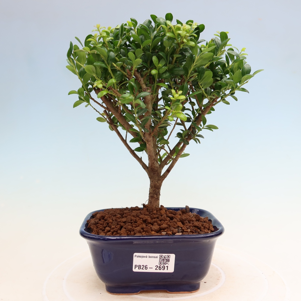 Szobai bonsai - Ilex crenata - Holly