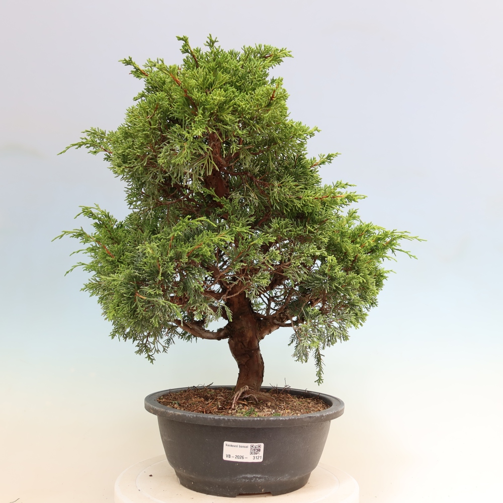 Kültéri bonsai - Juniperus chinensis Itoigawa-Juniperus chinensis