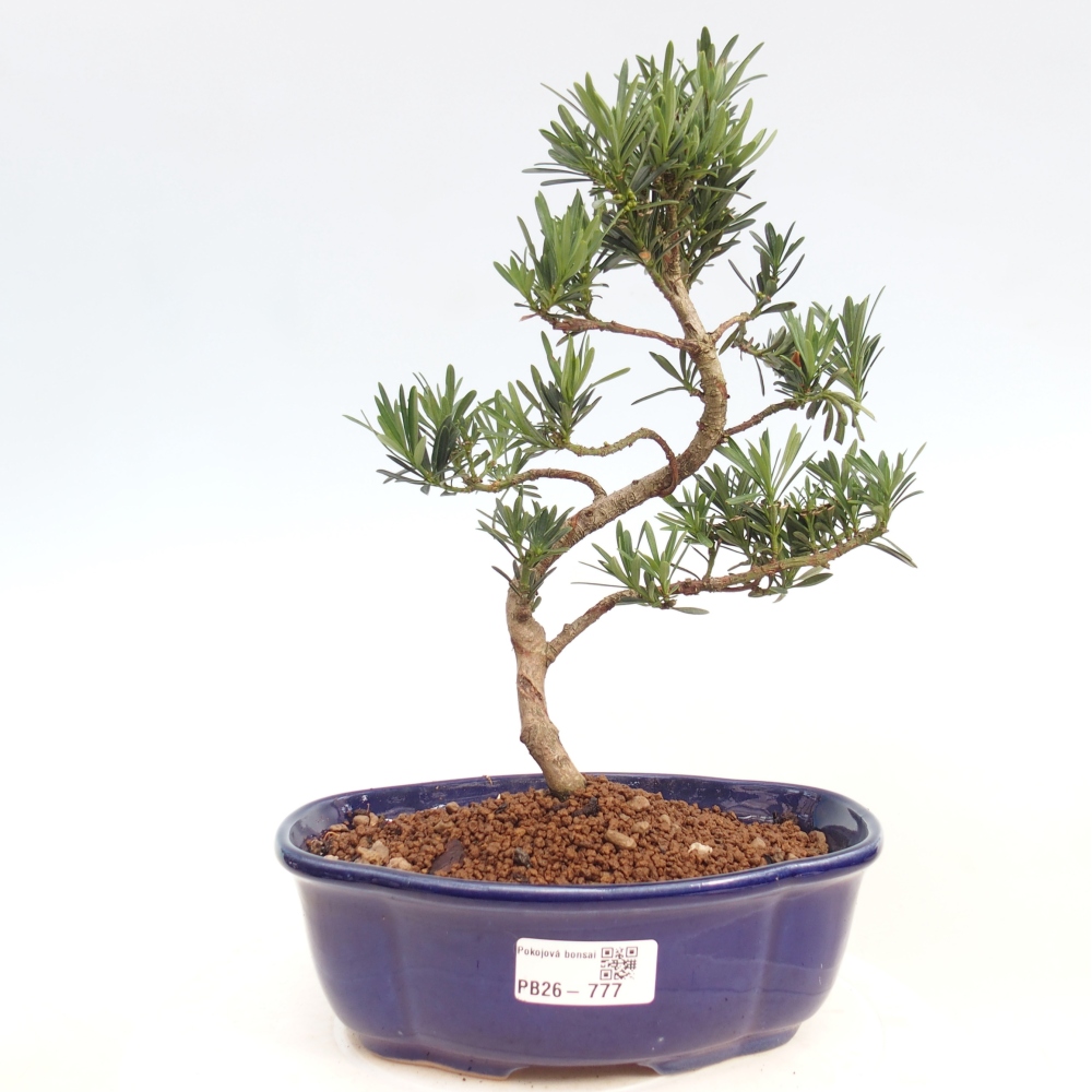 Szobai bonsai - Podocarpus - Kőtiszafa