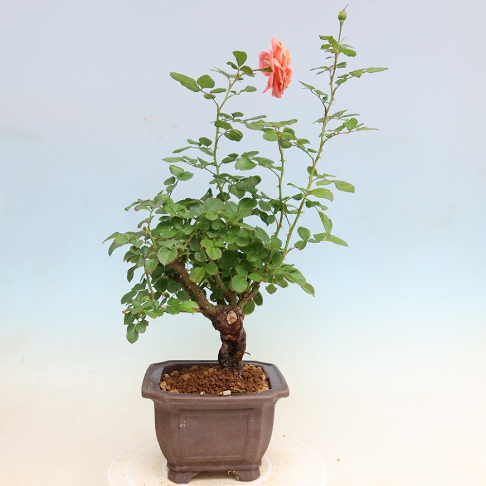 Kültéri bonsai - Rosa Kordes - rózsa