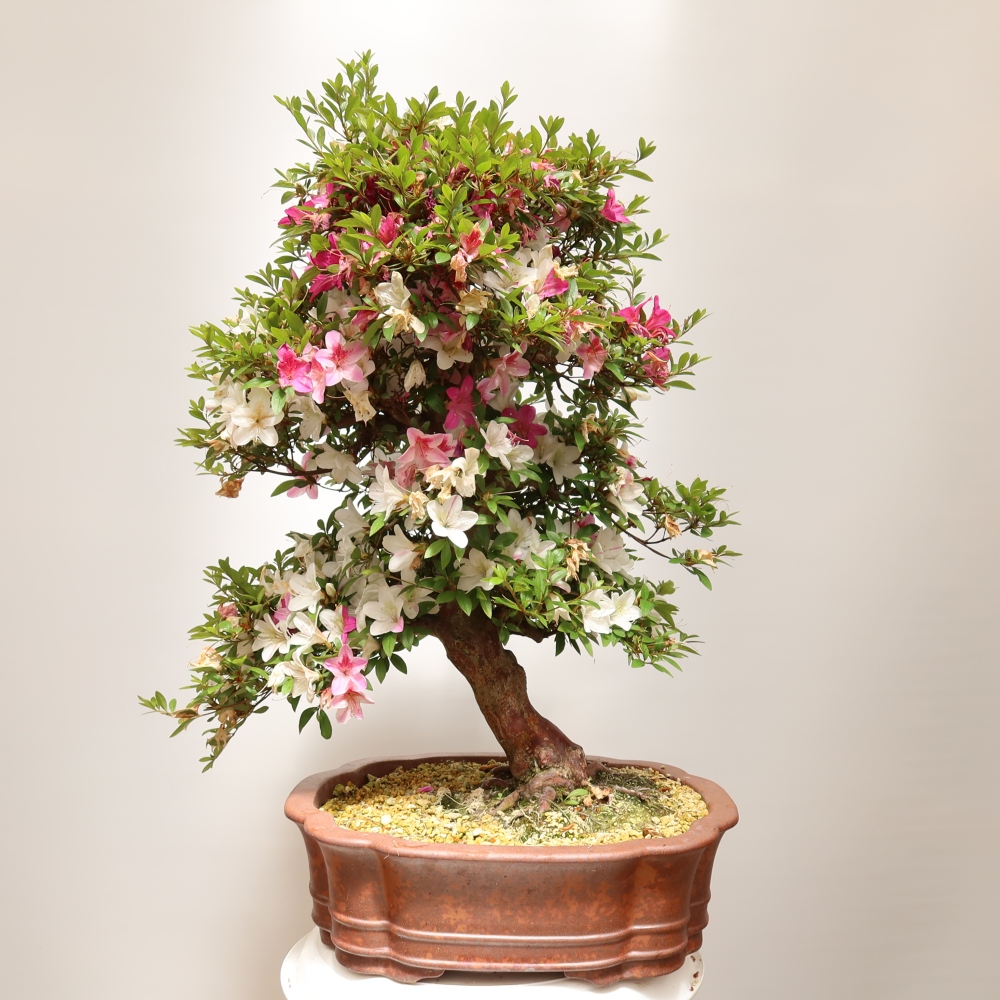 Kültéri bonsai - Japán azálea - Azalea Shunen