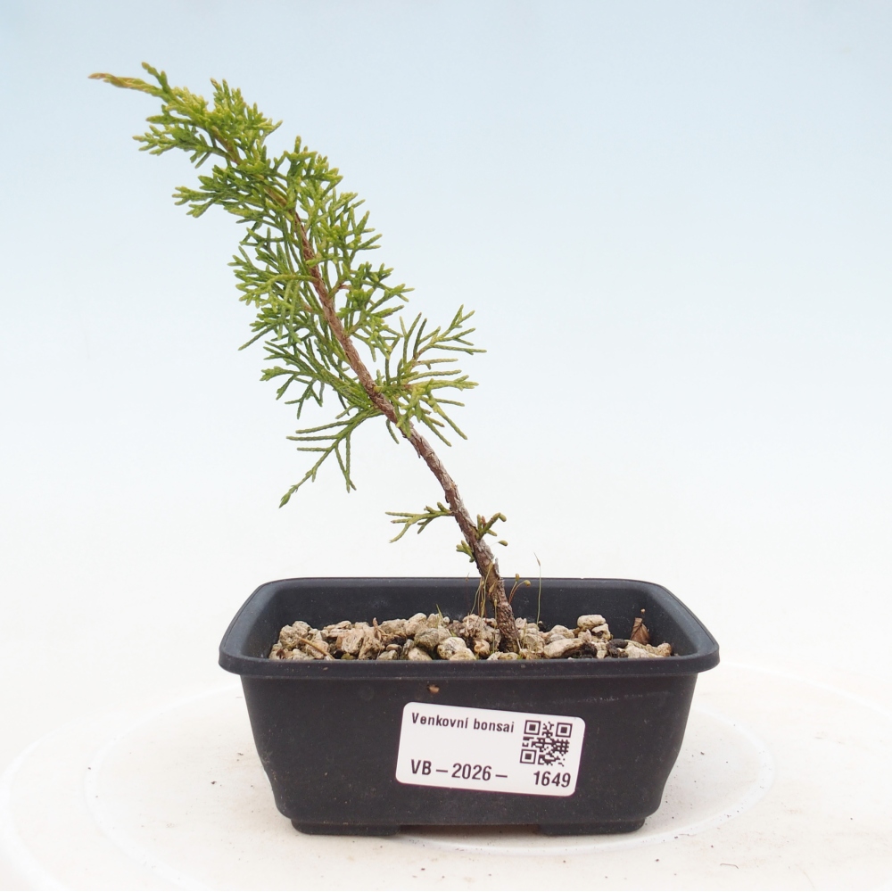 Kültéri bonsai - Juniperus chinensis Itoigawa