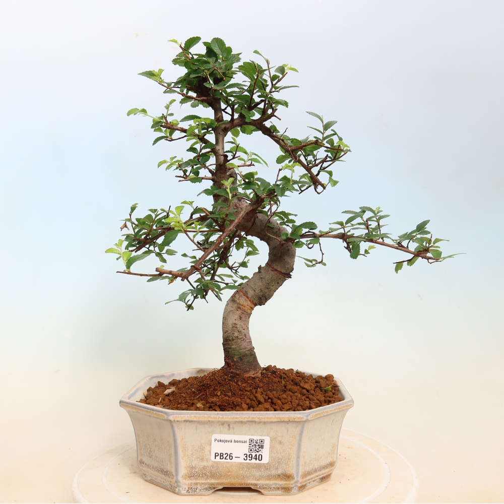 Szobai bonsai - Ulmus parvifolia - Kislevelű szilfa