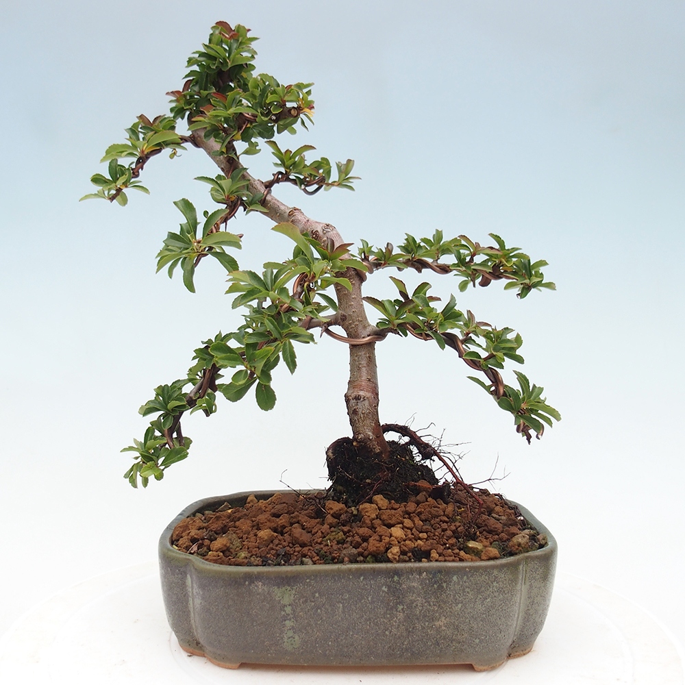 Kültéri bonsai-Pyracantha Teton - Hlox