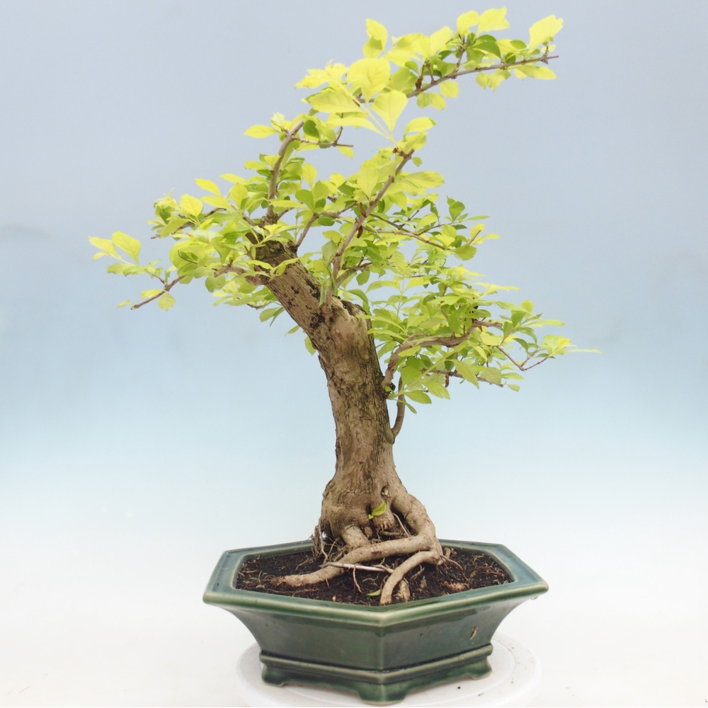 Szobai bonsai - Duranta erecta Aurea