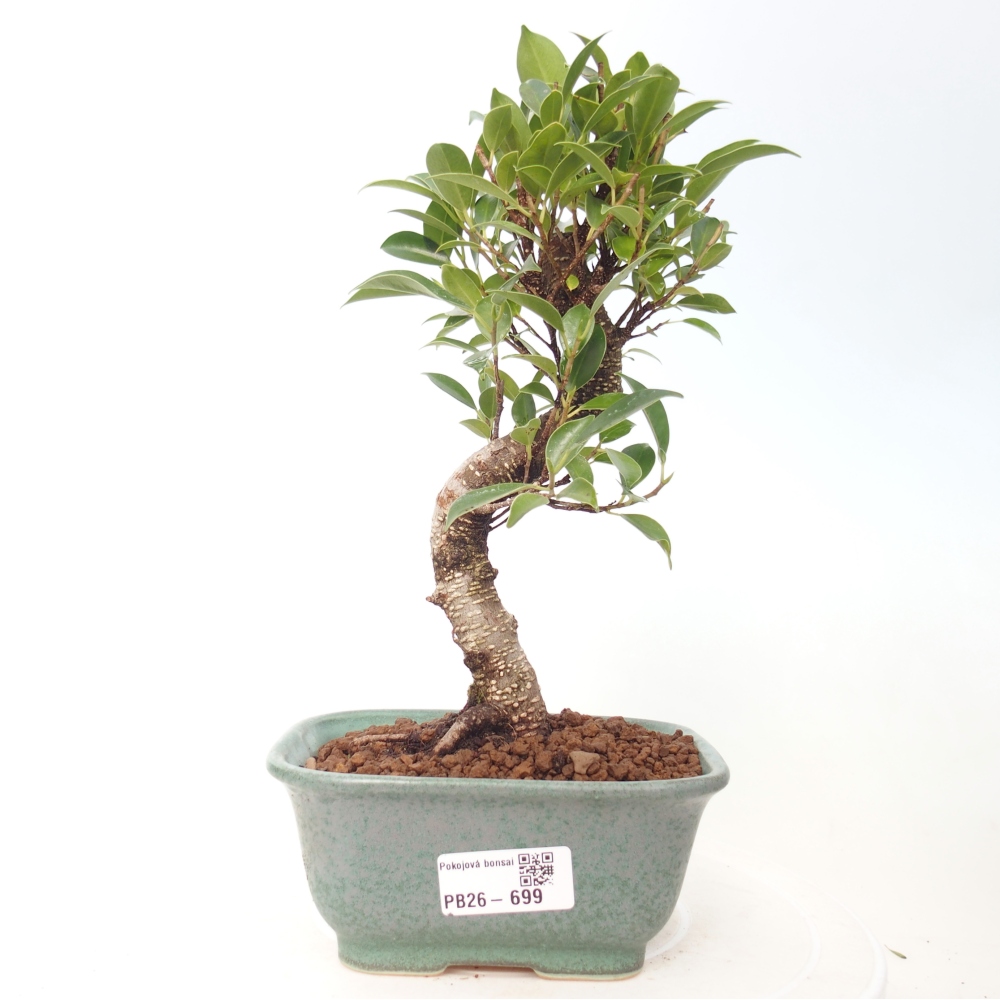 Szobai bonsai - Ficus retusa - kislevelű fikusz