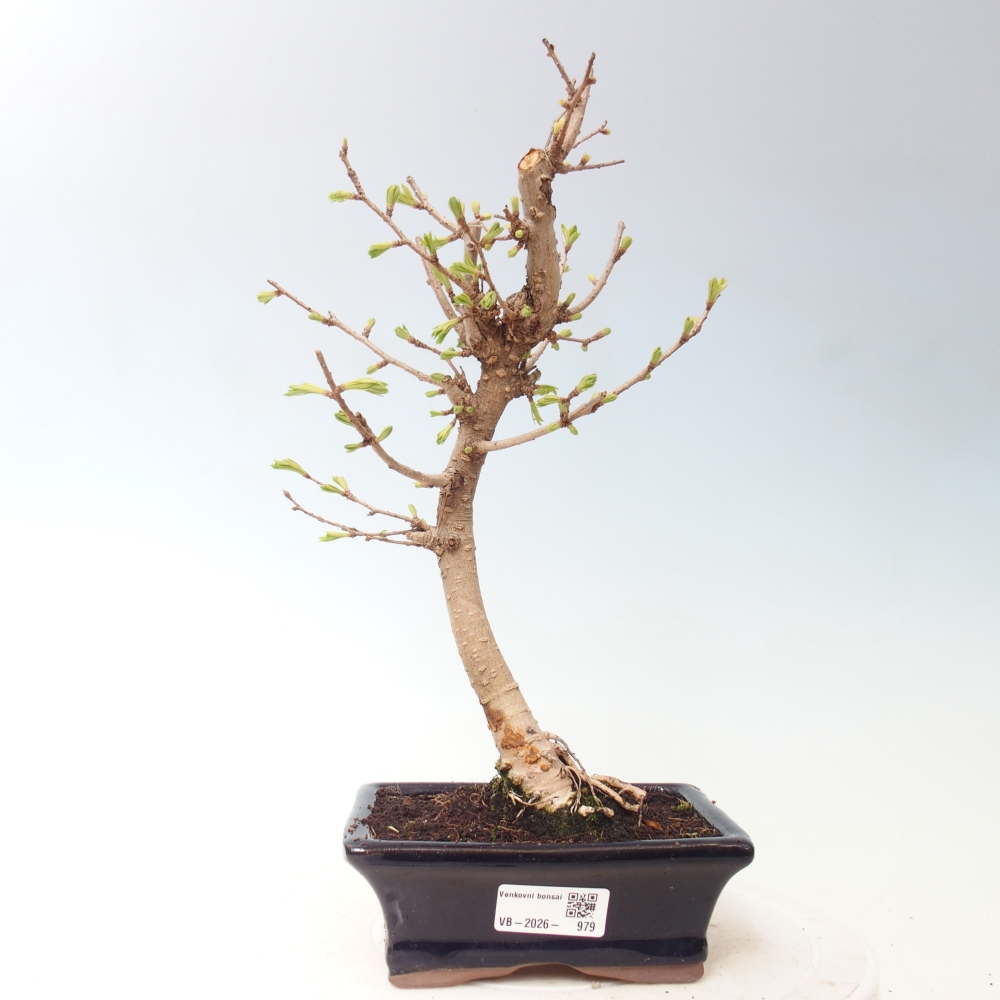 Kültéri bonsai -Pseudolarix amabis-Pseudolarix amabis-Pseudolarix amabis