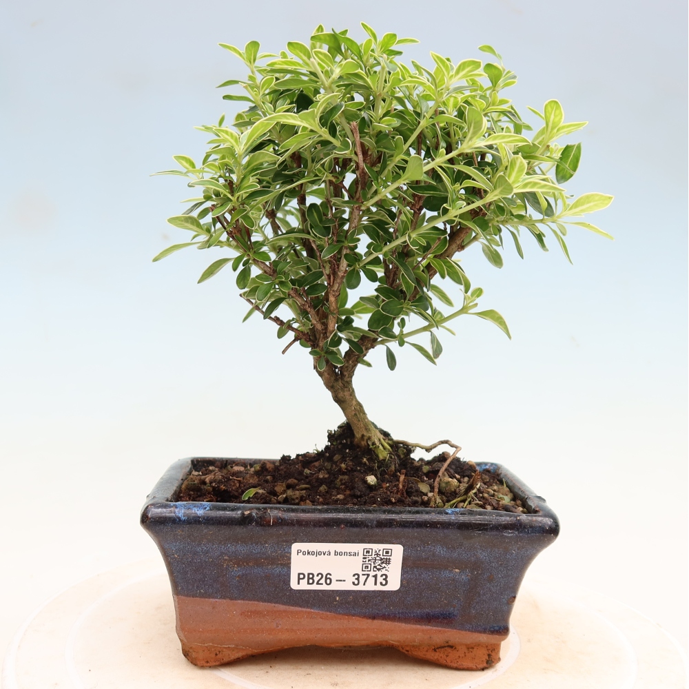 Szobai bonsai - Serissa foetida Variegata - Az ezer csillag fája