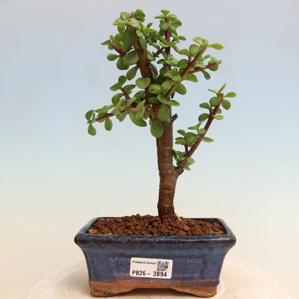 Szoba bonsai - Portulakaria Afra - Tlustice