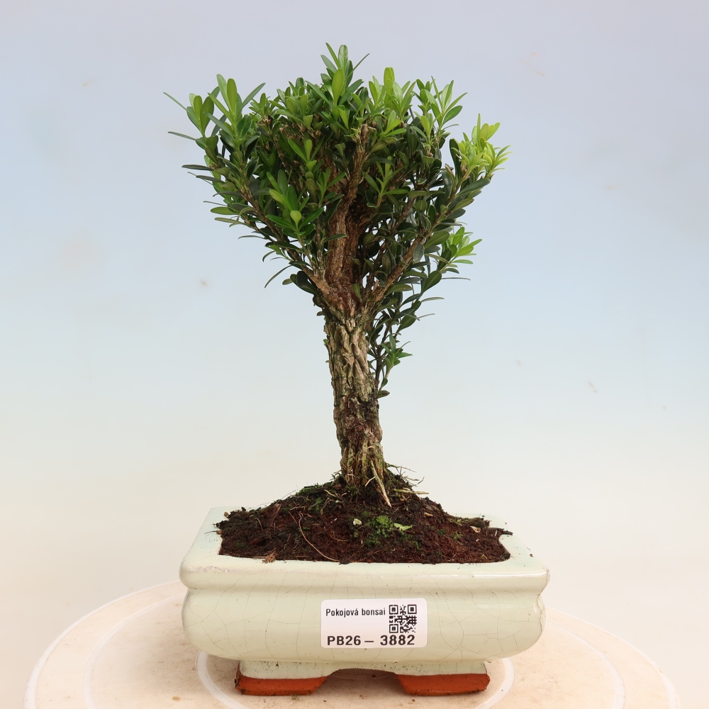 Szobai bonsai - Buxus harlandii - parafa buxus