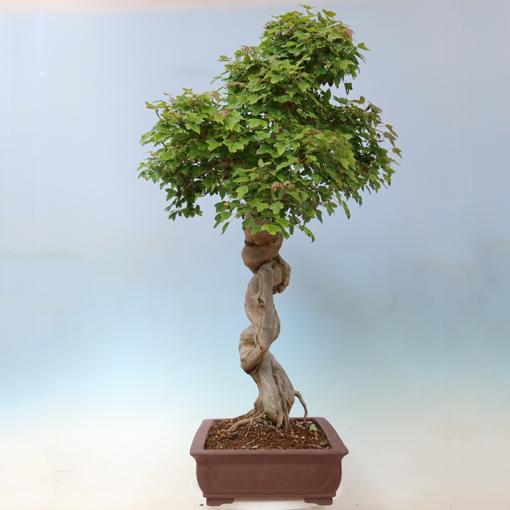 Kültéri bonsai - Acer Buergerianum - Burger juhar