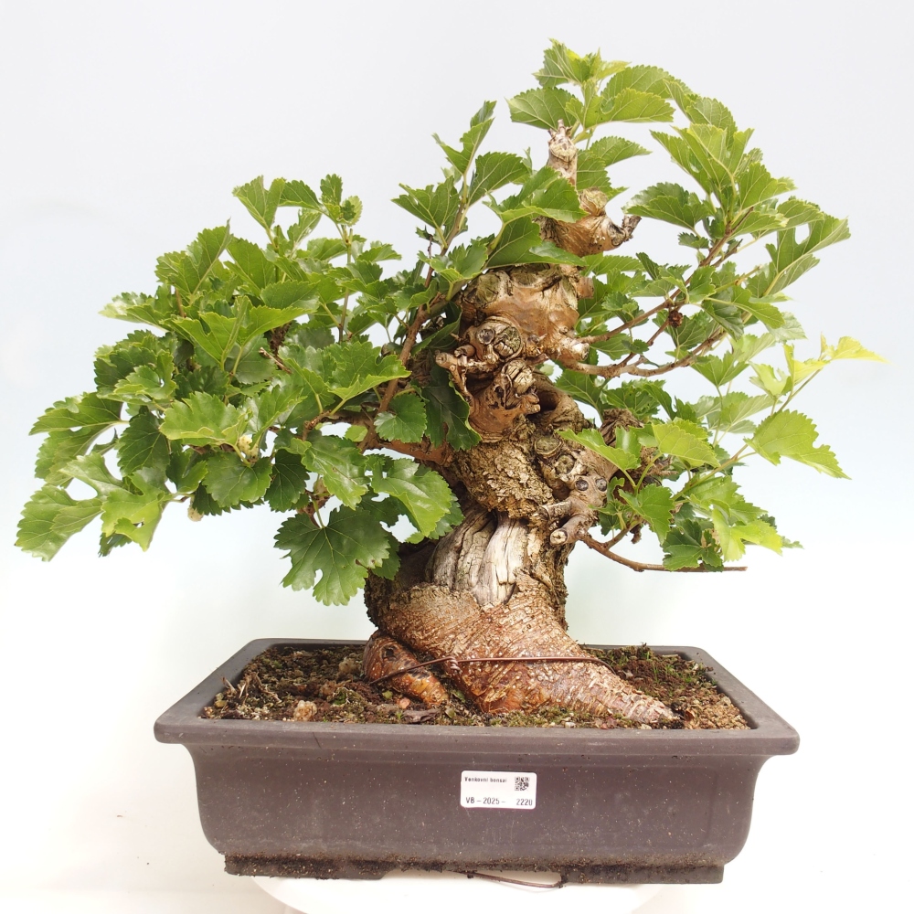 Kültéri bonsai -Morus alba - eperfa