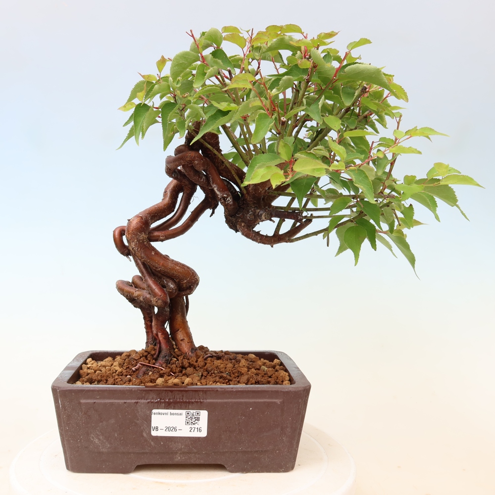 Kültéri bonsai – Japán barack – Prunus Mume