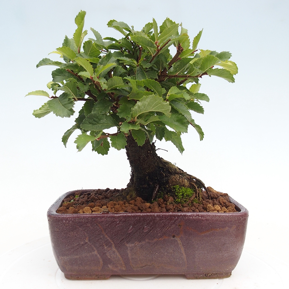 Kültéri bonsai - Zelkova - Zelkova NIRE