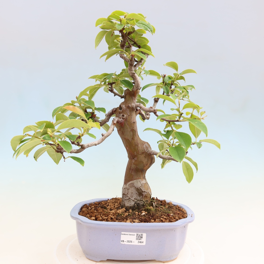 Kültéri bonsai - Pseudocydonia sinensis - kínai birs