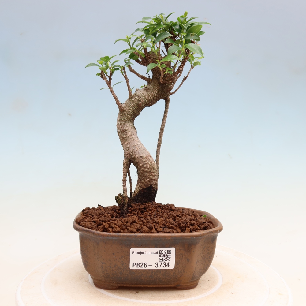 Szobai bonsai - Ficus kimmen - kislevelű fikusz