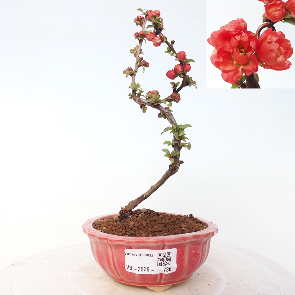 Kültéri bonsai - Chaneomeles s. Red Joy - birs