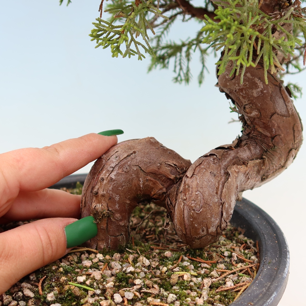 Kültéri bonsai - Juniperus chinensis Itoigawa-Juniperus chinensis
