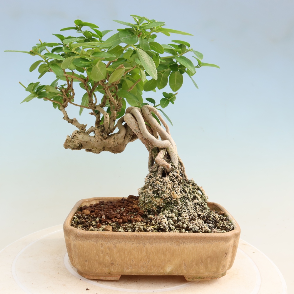 Beltéri bonsai - Premna serratifolia - Kozlovna malolista