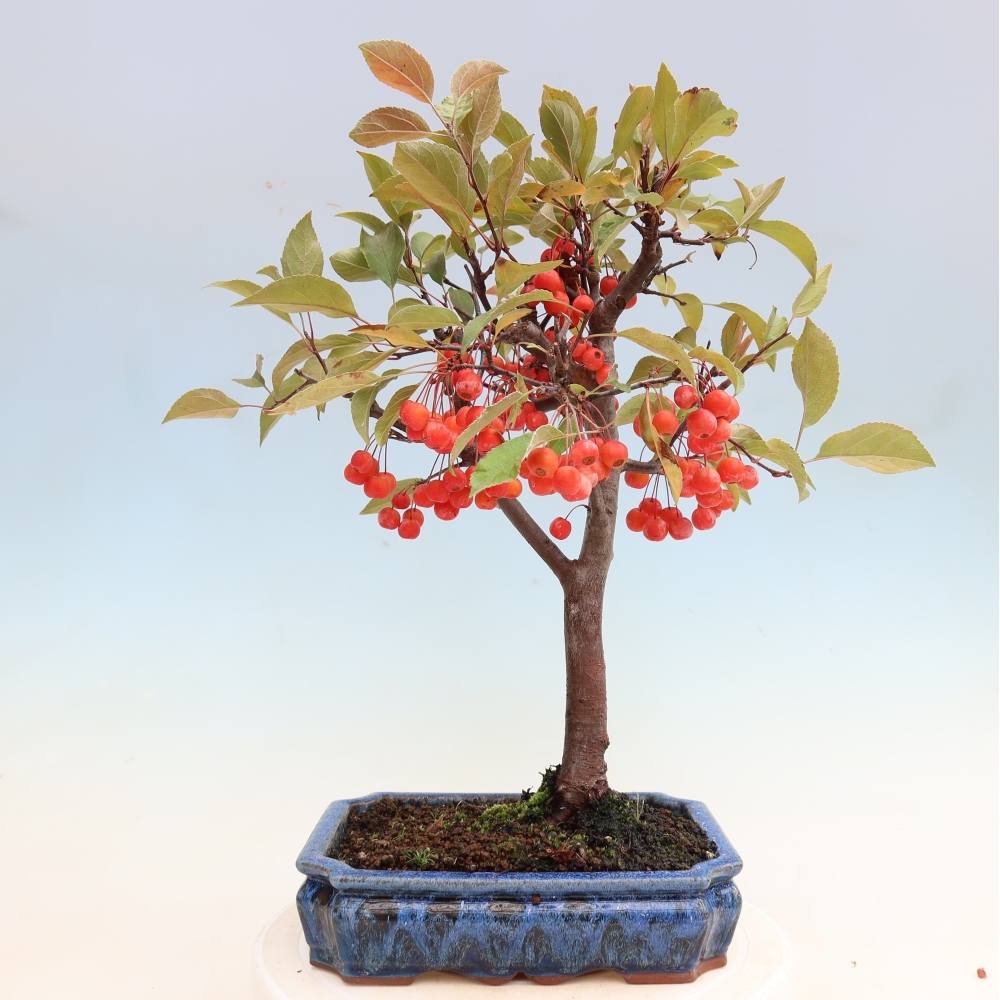 Kültéri bonsai -Malus domestica - Kis gyümölcsű piros levelű almafa