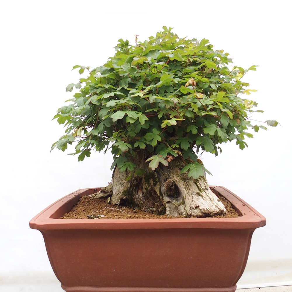 Kültéri bonsai - Francia juhar - Acer Nonspessulanum
