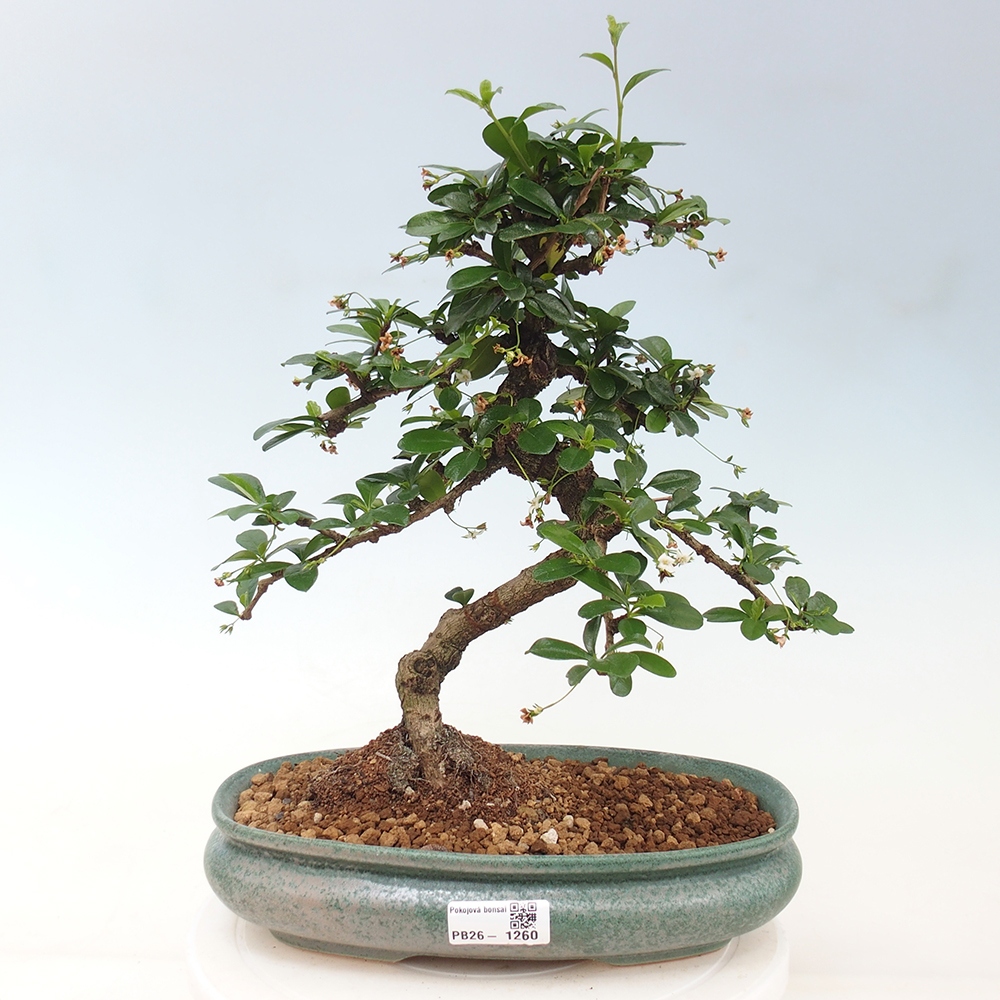 Szobai bonsai - Carmona macrophylla - Tea fuki