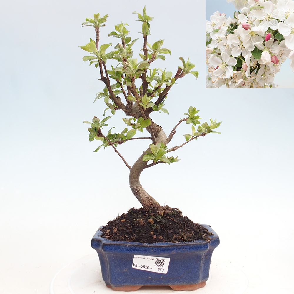 Kültéri bonsai -Malus halliana - Kis gyümölcsű almafa
