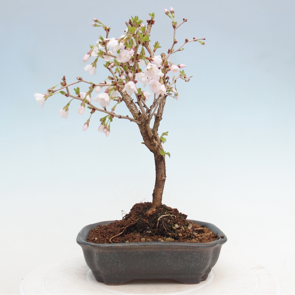 Kültéri bonsai - Prunus incisa Kojou-no mai-Plivon kivágva
