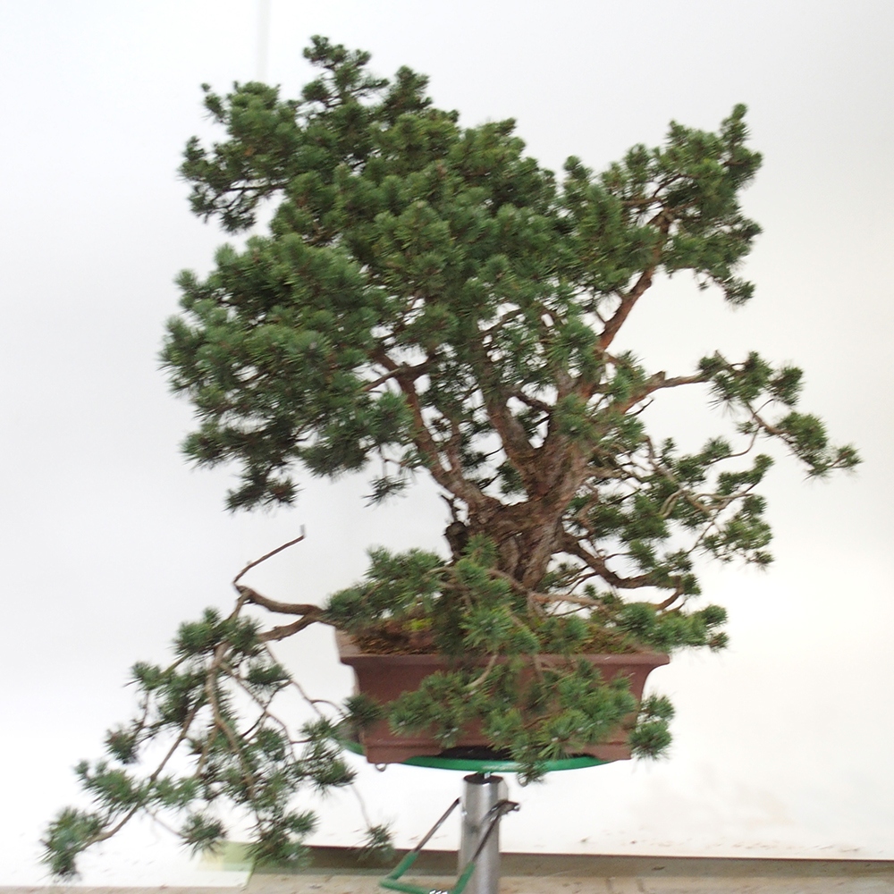 Yamadori - Pinus sylvestris Spanyolország