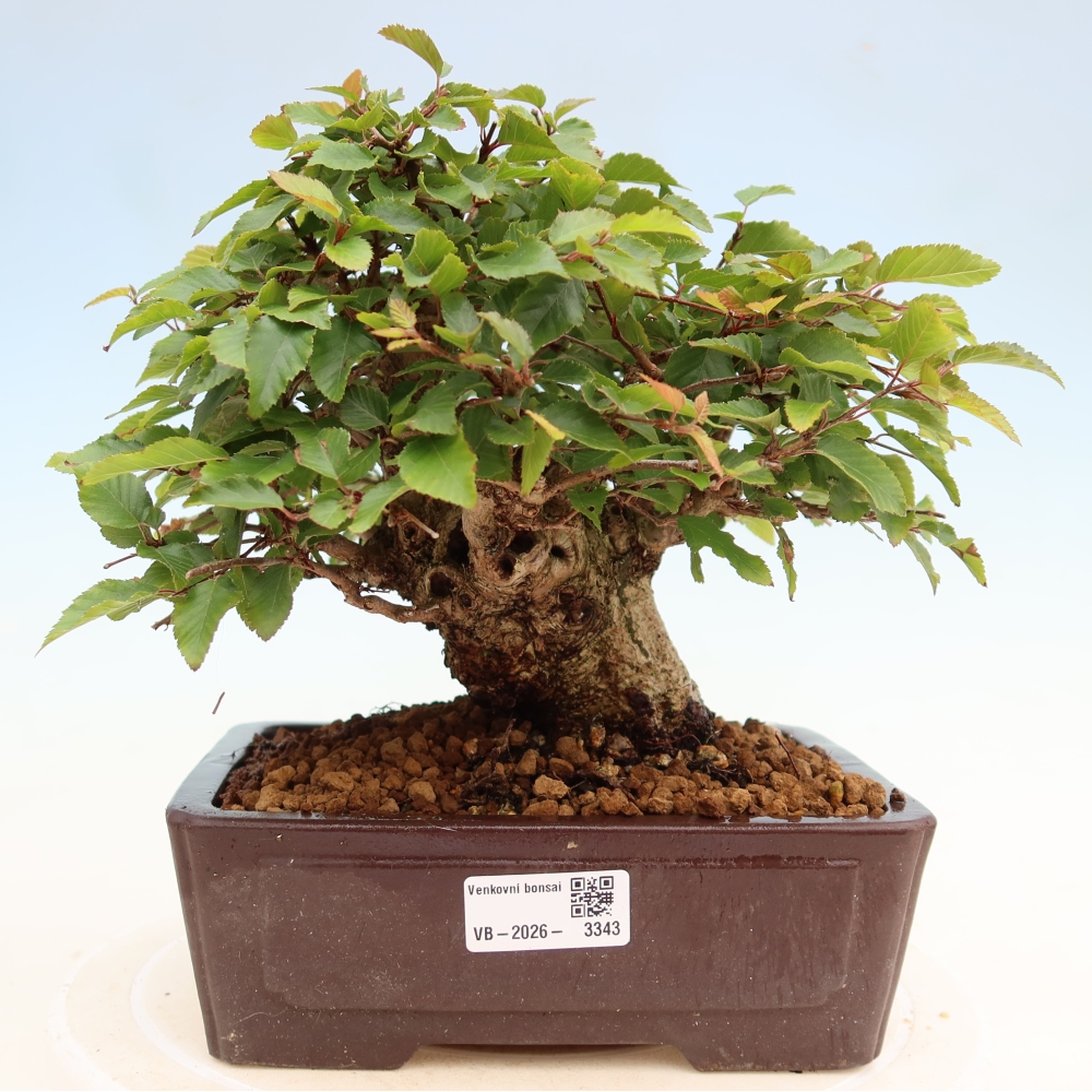 Kültéri bonsai -Carpinus Coreana - Koreai gyertyánfa
