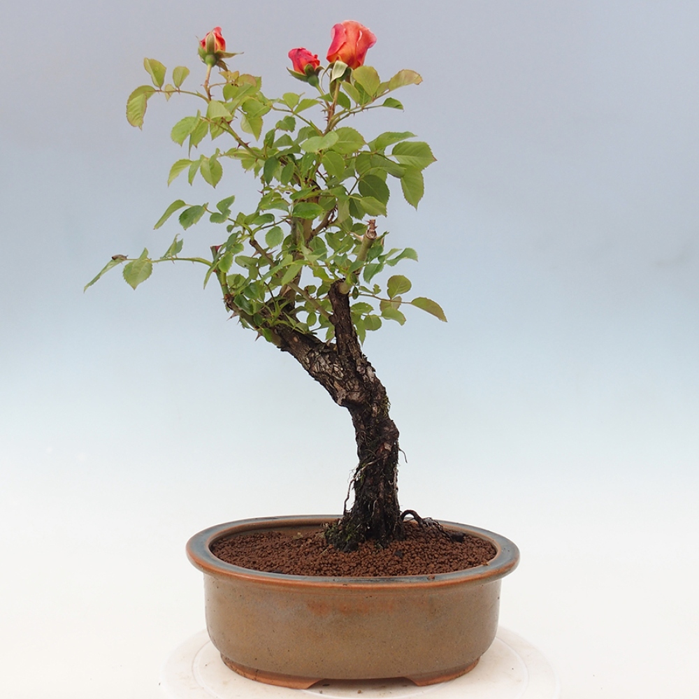 Kültéri bonsai - Rosa Kordes - rózsa