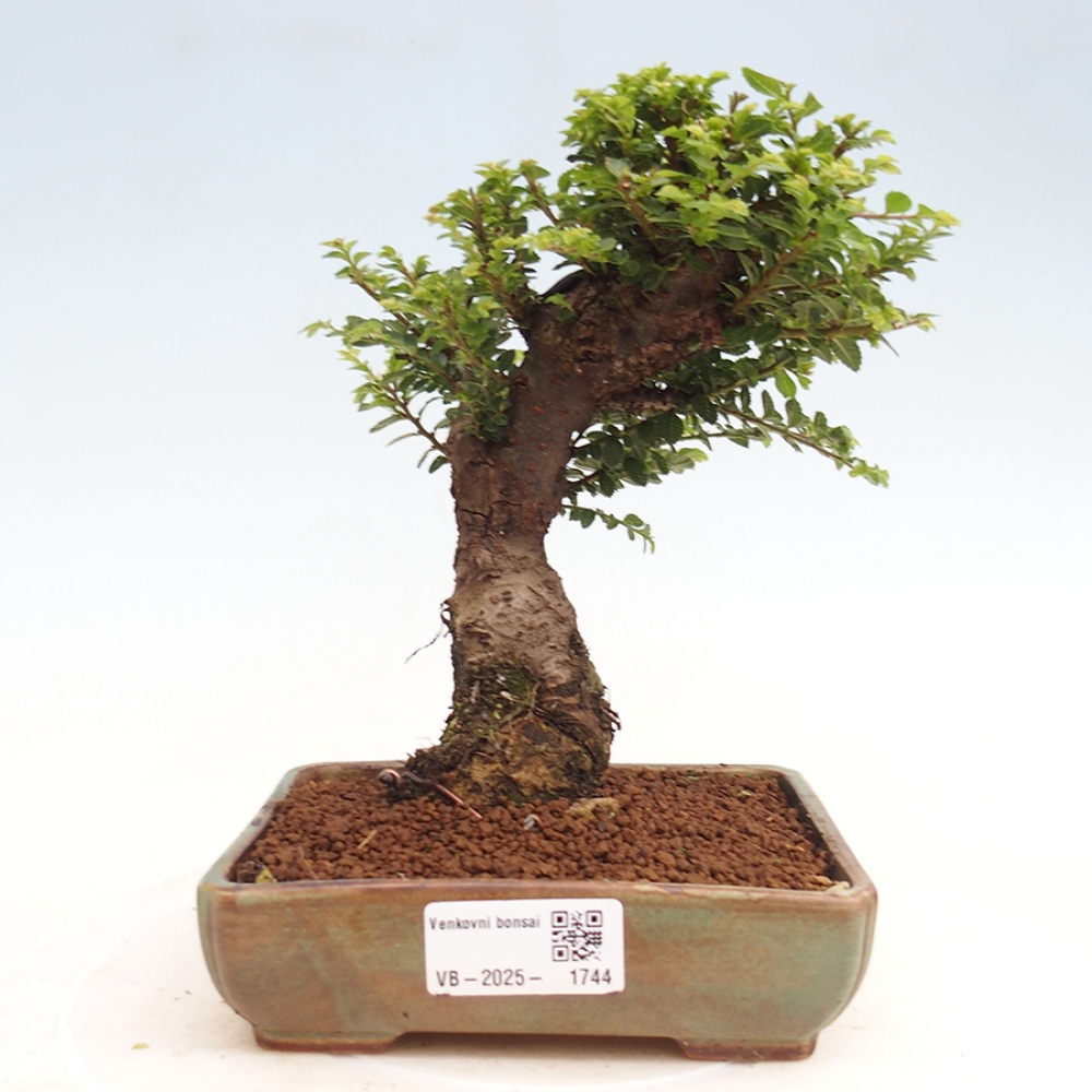 Kültéri bonsai - Ulmus parvifolia Hokkaido - Kínai szil - Ulmus parvifolia Hokkaido