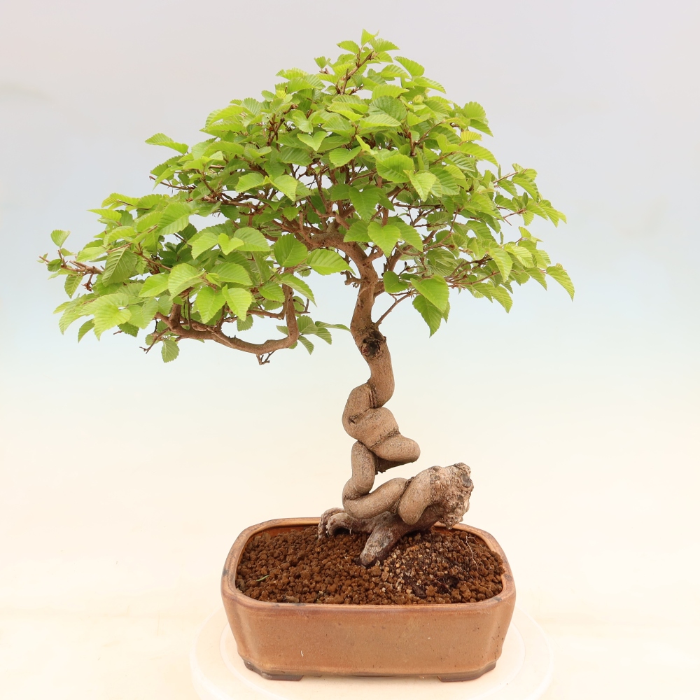 Kültéri bonsai -Carpinus Coreana - Koreai gyertyánfa