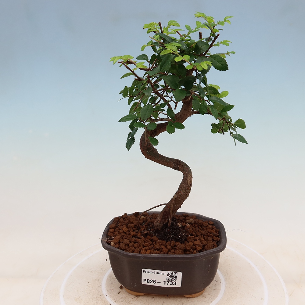 Szobai bonsai - Ulmus parvifolia - Kislevelű szilfa