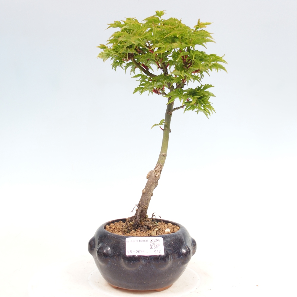 Kültéri bonsai -Javor kis levelű SHISHIGASHIRA
