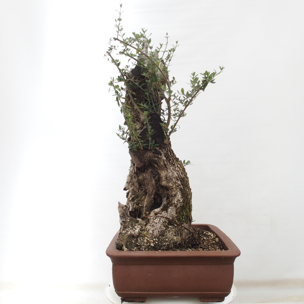 Beltéri bonsai - Olea europaea sylvestris