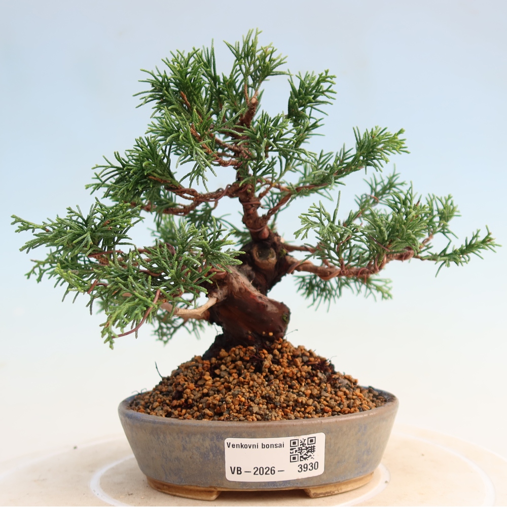 Kültéri bonsai - Juniperus chinensis Itoigawa