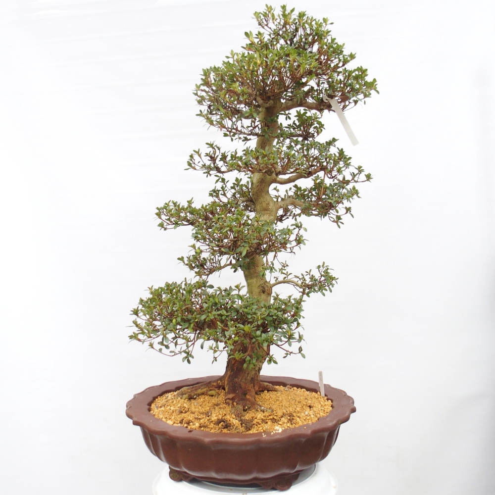 Kültéri bonsai - Japán azálea - Azalea Shikou