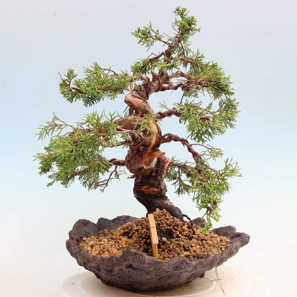 Kültéri bonsai - Juniperus chinensis Itoigawa-Juniperus chinensis