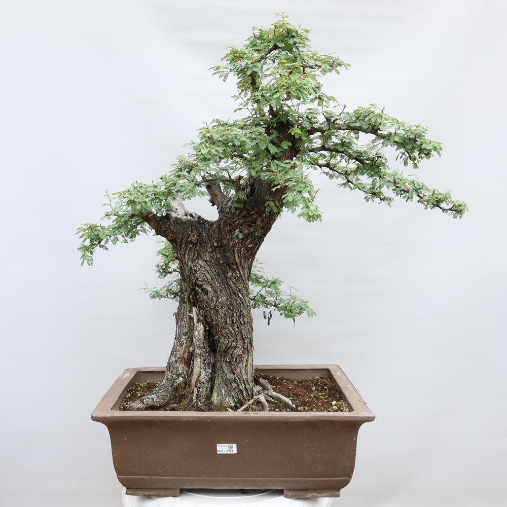 Szobai bonsai - Acacias Arabica