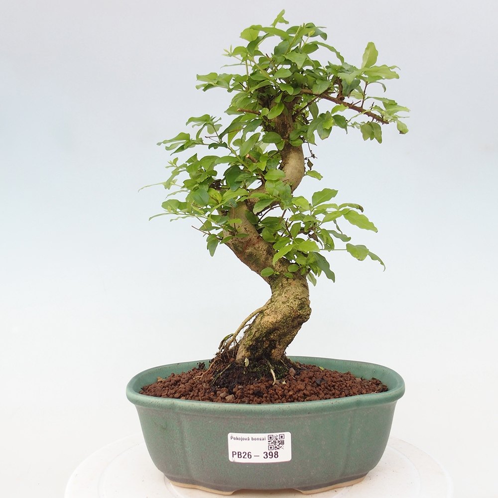 Szobai bonsai -Ligustrum chinensis - Madárcsőr