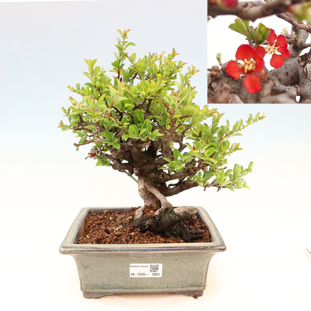 Kültéri bonsai - Chaneomeles speciosa Chojubai