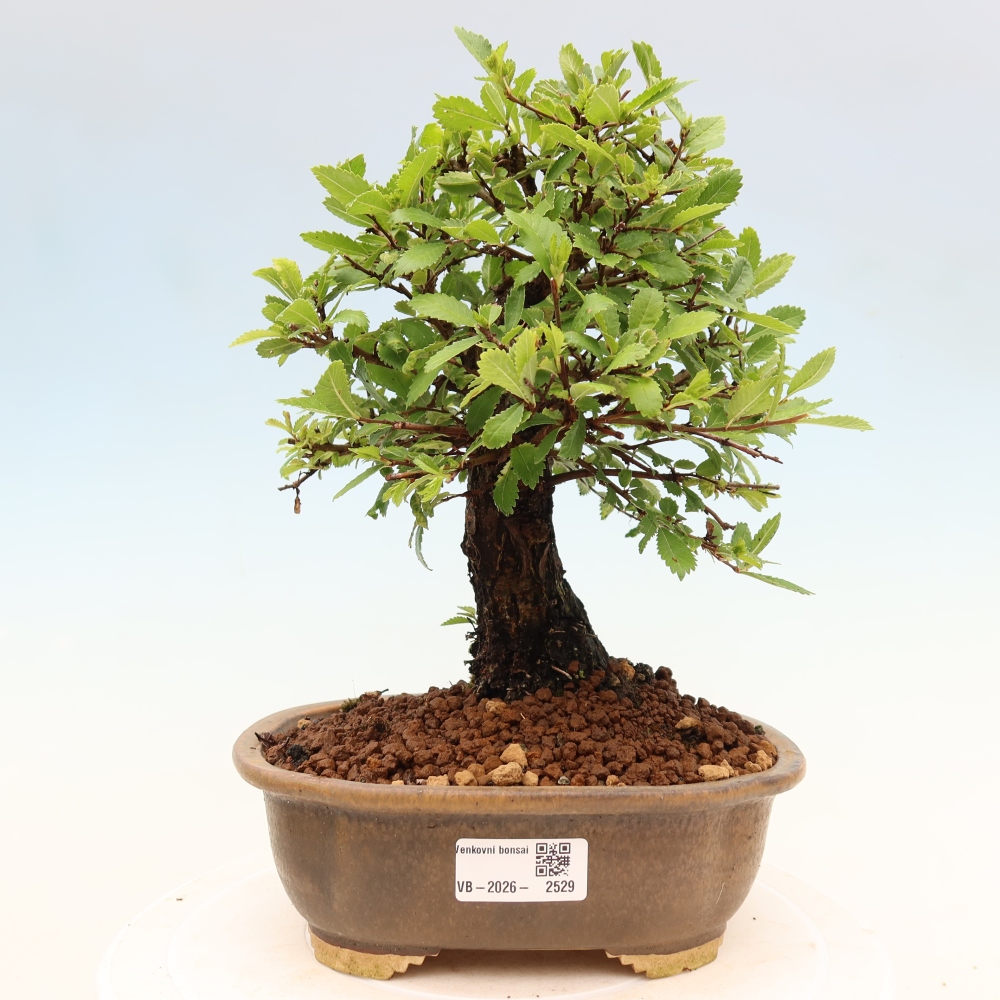 Kültéri bonsai - Zelkova - Zelkova NIRE